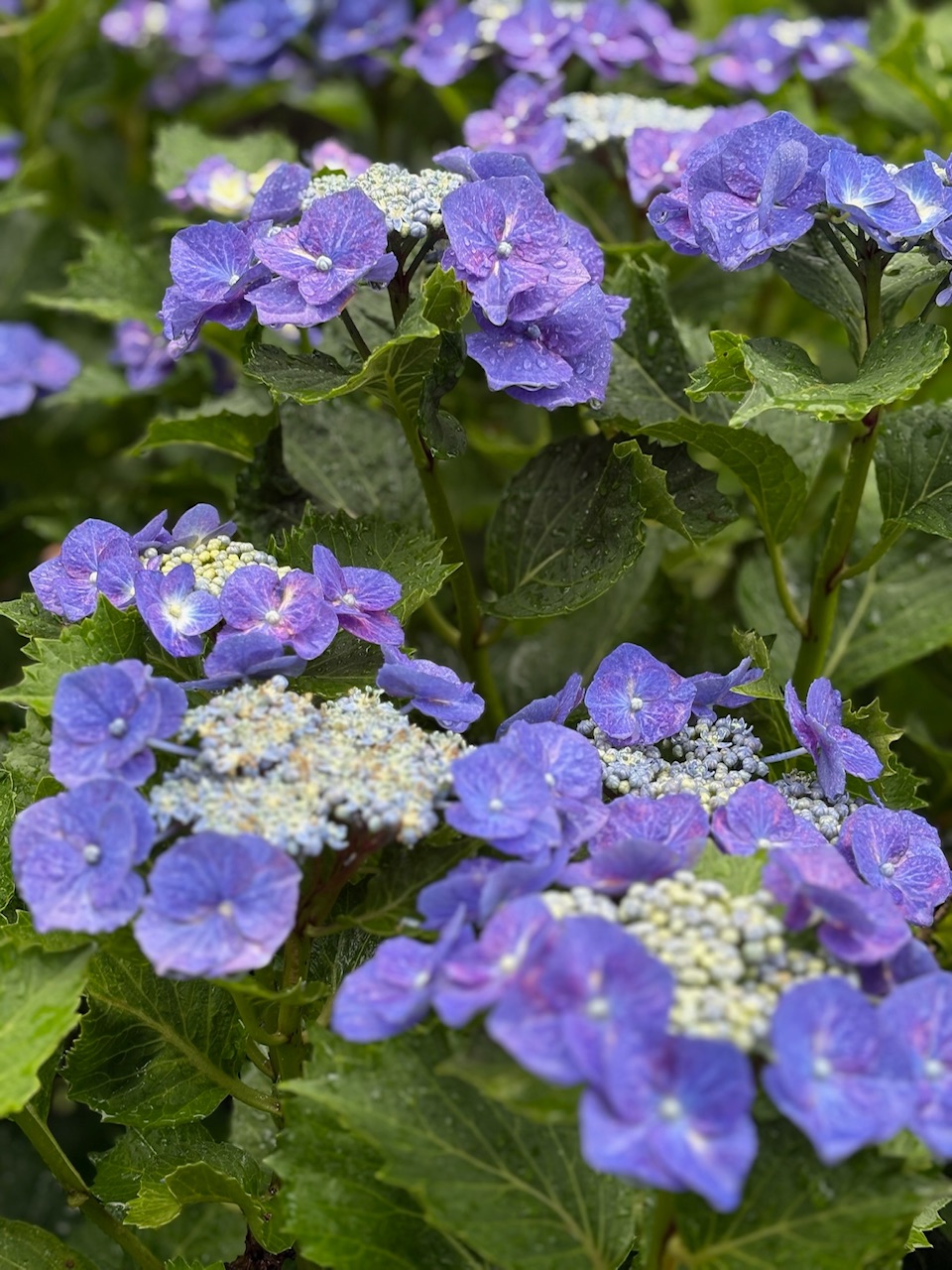 紫陽花 B61640E4-A986-45D1-8B8C-A7D50796C959